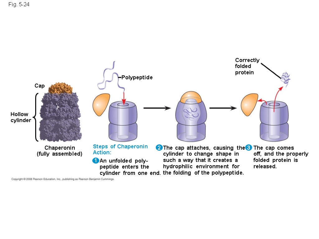 Fig. 5-24 Hollow cylinder Cap Chaperonin (fully assembled) Polypeptide Steps of Chaperonin Action: An